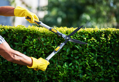 Close up of unrecognizable gardener hands Trimming Hedge In Garden